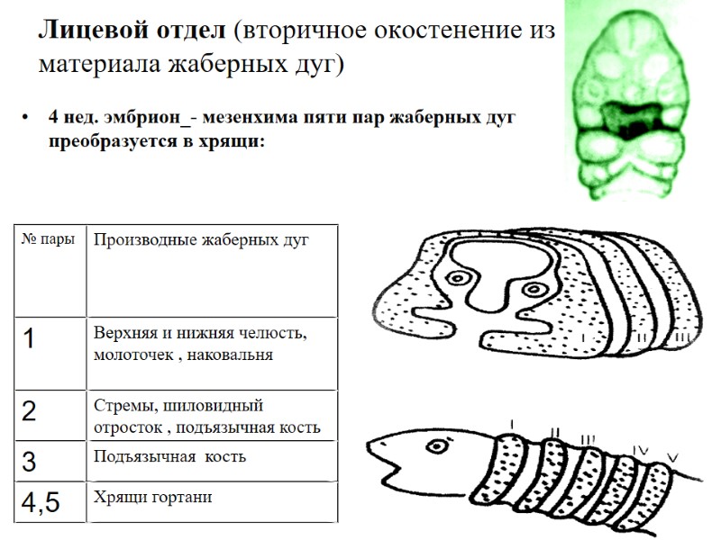 Лицевой отдел (вторичное окостенение из материала жаберных дуг)      